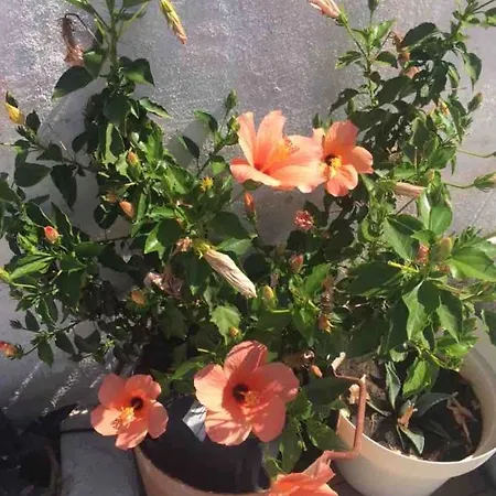 Apartman Silvana Ii Šibenik