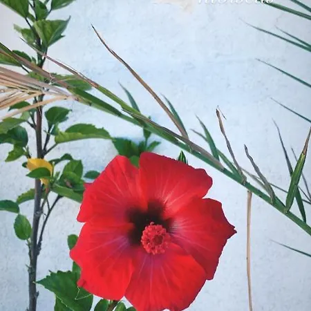 Silvana Ii Apartman Šibenik