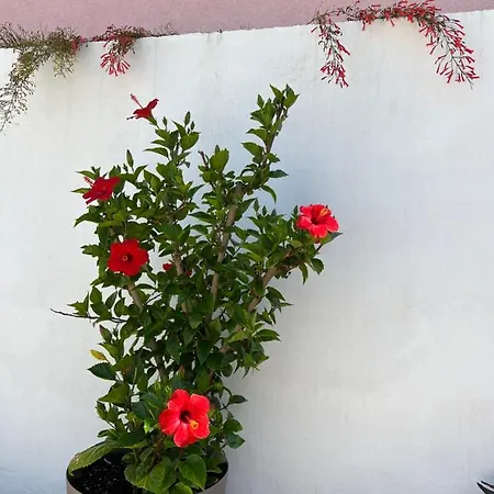 Silvana Ii Daire Šibenik