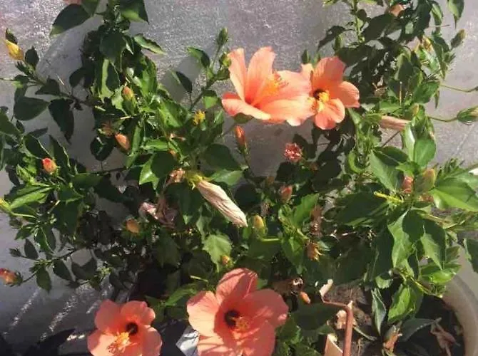 Apartment Silvana Ii Sibenik