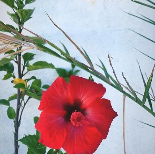 Silvana Ii Apartment Sibenik