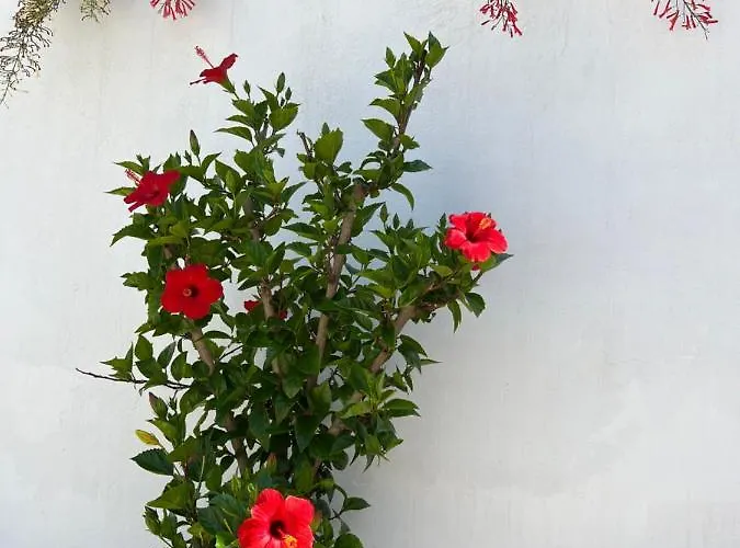 Silvana Ii Apartment Sibenik