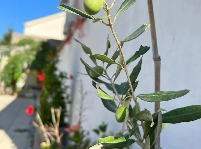 Silvana Ii Apartment Sibenik